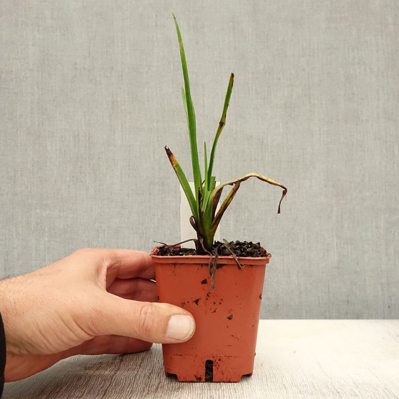 Esemplare di Kniphofia uvaria Orange Vanilla Popsicle - Giglio della torcia Vasetto da 8/9 cm come consegnato in autunno