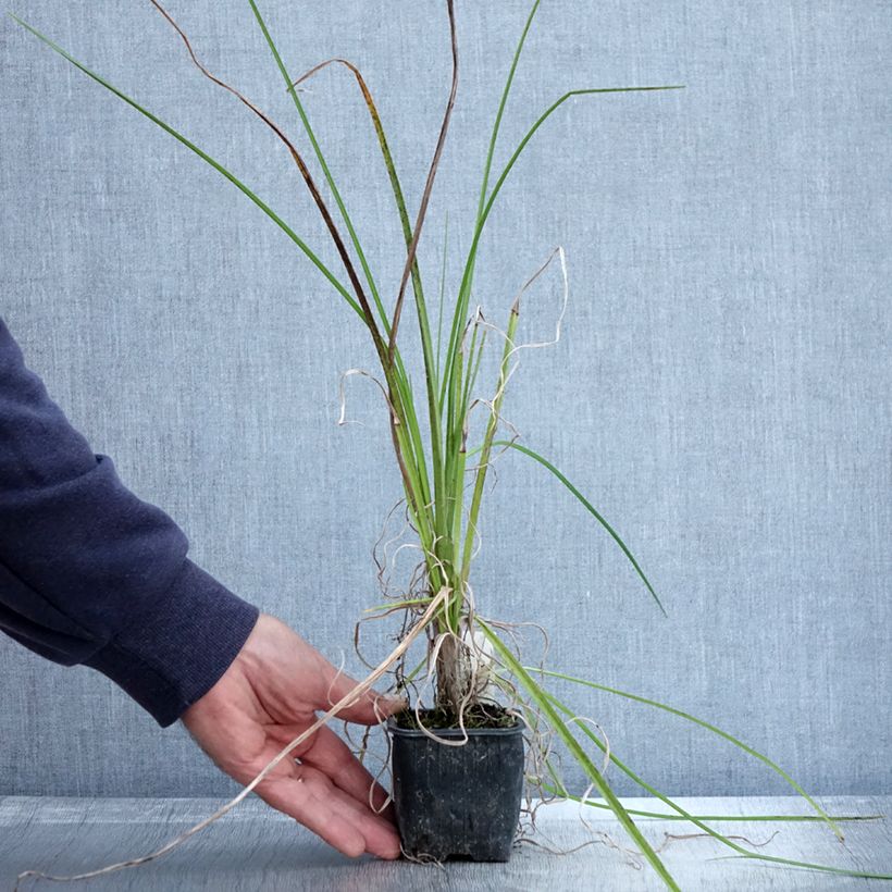 Esemplare di Kniphofia Papaya Popsicle - Giglio della torcia Vasetto da 8/9 cm come consegnato in autunno