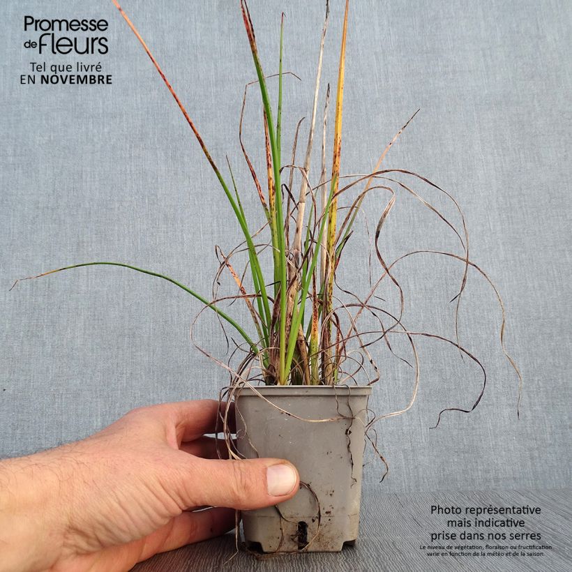 Esemplare di Kniphofia Pineapple Popsicle - Giglio della torcia Vasetto da 8/9 cm come consegnato in autunno