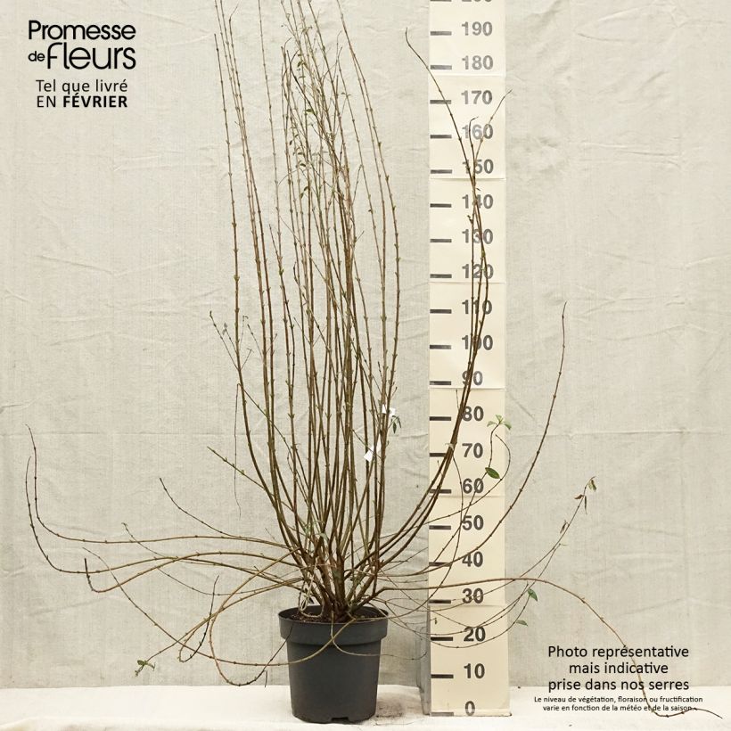 Ligustrum vulgare Atrovirens - Ligustro Vaso da 12L/15L esemplare consegnato in inverno