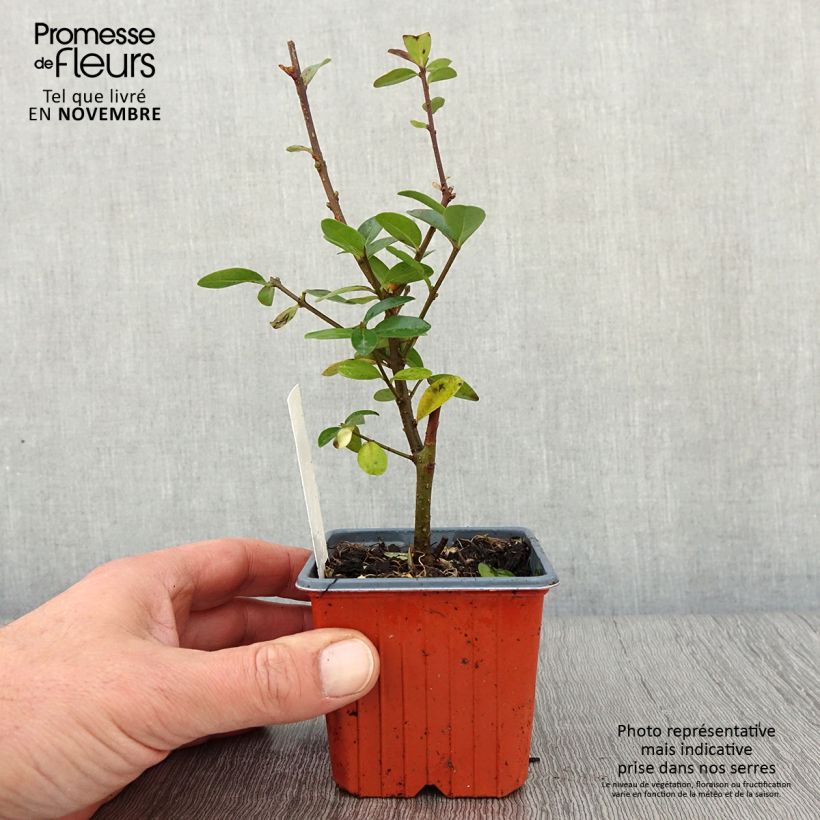 Esemplare di Ligustrum vulgare Atrovirens - Ligustro Vasetto da 8/9 cm come consegnato in autunno