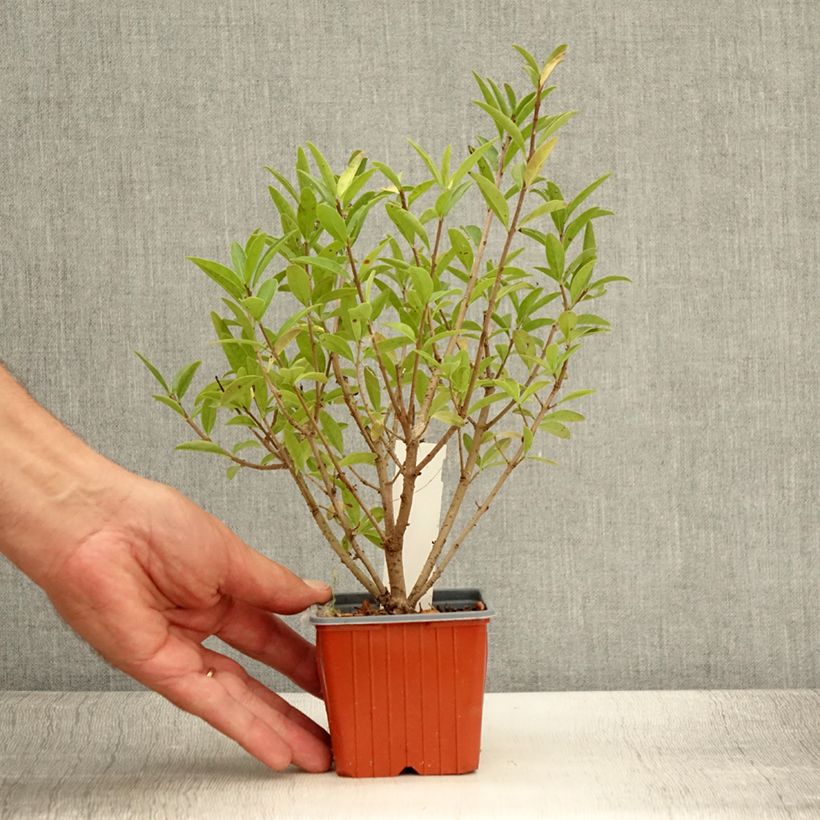 Esemplare di Ligustrum vulgare Atrovirens - Ligustro Vasetto da 8/9 cm consegnato in estate
