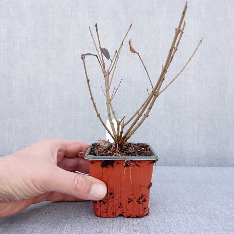 Ligustrum vulgare Atrovirens - Ligustro Vasetto da 8/9 cm esemplare consegnato in inverno