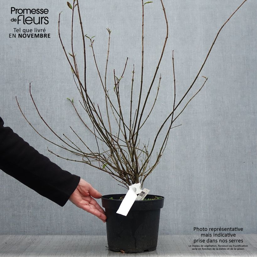 Esemplare di Ligustrum vulgare Atrovirens - Ligustro Vaso da 4L/5L come consegnato in autunno