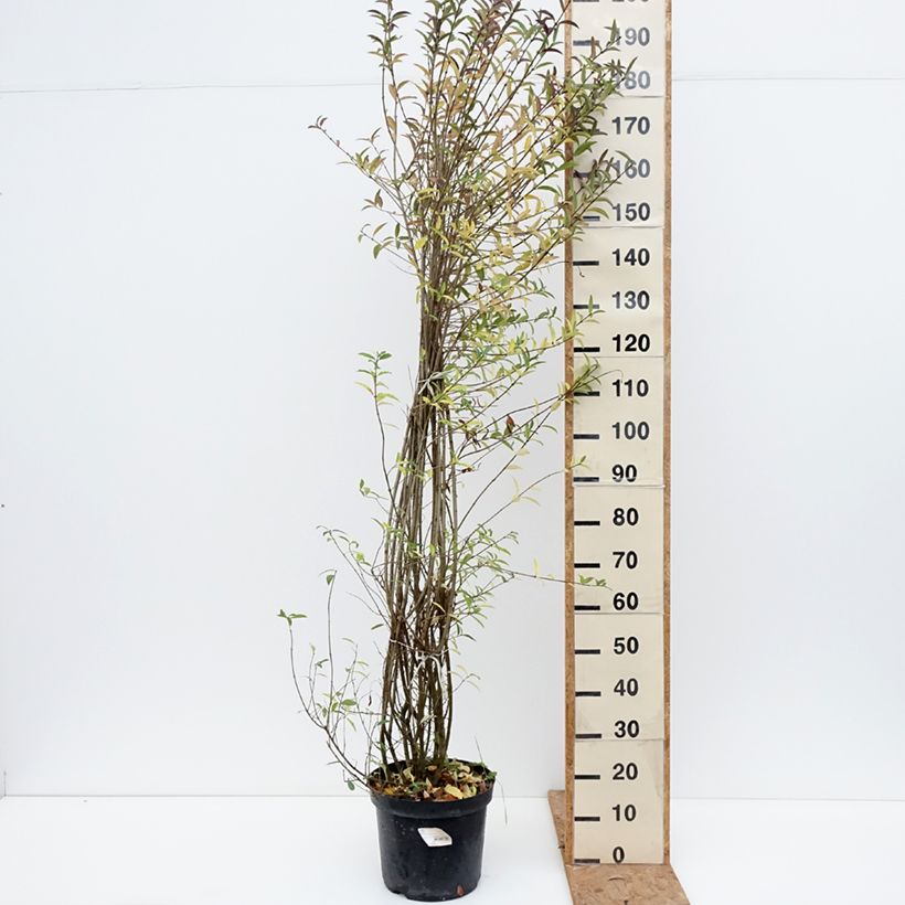 Esemplare di Ligustrum vulgare Atrovirens - Ligustro Vaso da 12L/15L come consegnato in autunno