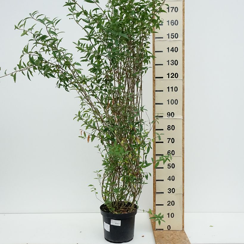 Esemplare di Ligustrum vulgare Atrovirens - Ligustro Vaso da 12L/15L consegnato in estate