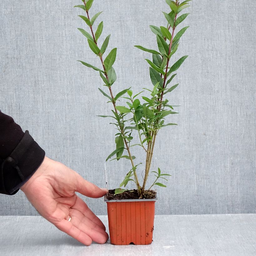 Esemplare di Ligustrum vulgare Lodense - Ligustro Vasetto da 8/9 cm come consegnato in autunno