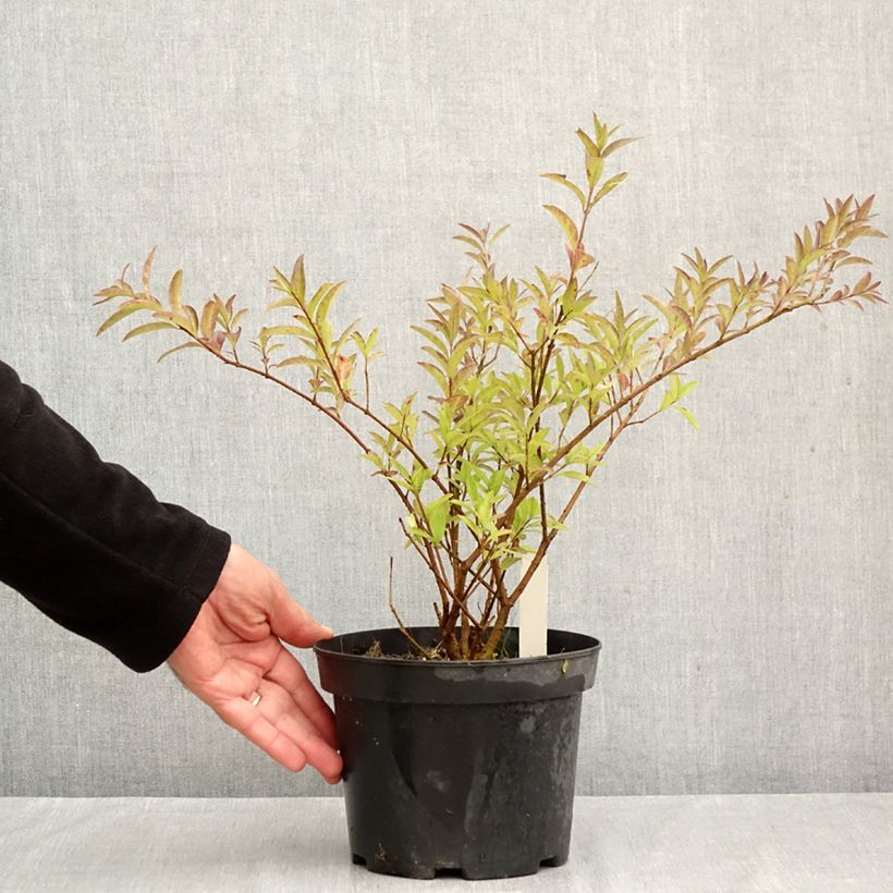 Esemplare di Ligustrum vulgare Lodense - Ligustro Vaso da 3L/4L come consegnato in autunno