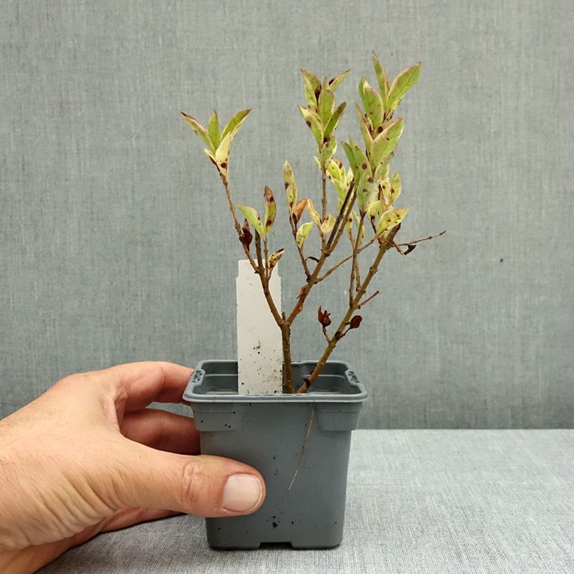 Esemplare di Ligustrum ovalifolium Argenteum - Ligustro a foglie ovali Vasetto da 8/9 cm come consegnato in autunno