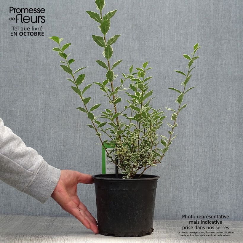 Esemplare di Ligustrum ovalifolium Argenteum - Ligustro a foglie ovali Vaso da 2L/3L come consegnato in autunno