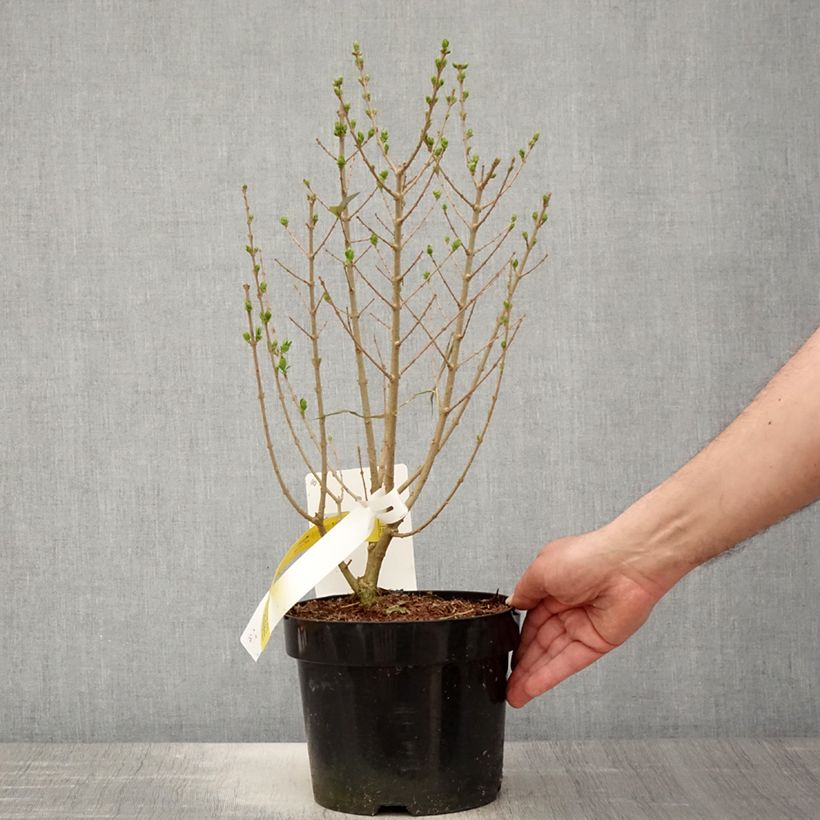 Ligustrum ovalifolium Green Diamond - Ligustro a foglie ovali Vaso da 2L/3L esemplare consegnato in primavera