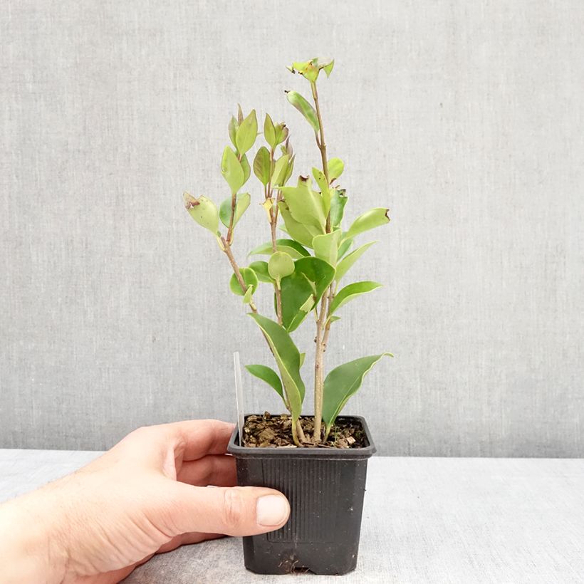 Ligustrum lucidum - Ligustro lucido Vasetto da 8/9 cm esemplare consegnato in primavera