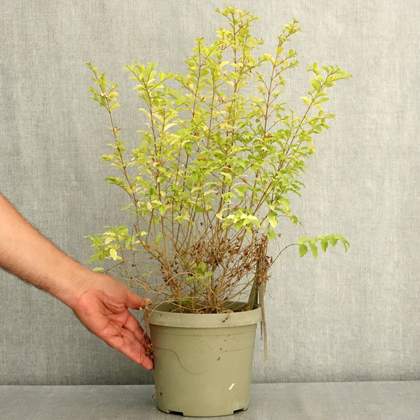 Esemplare di Ligustrum sinense Sunshine - Ligustro cinese Vaso da 2L/3L consegnato in estate