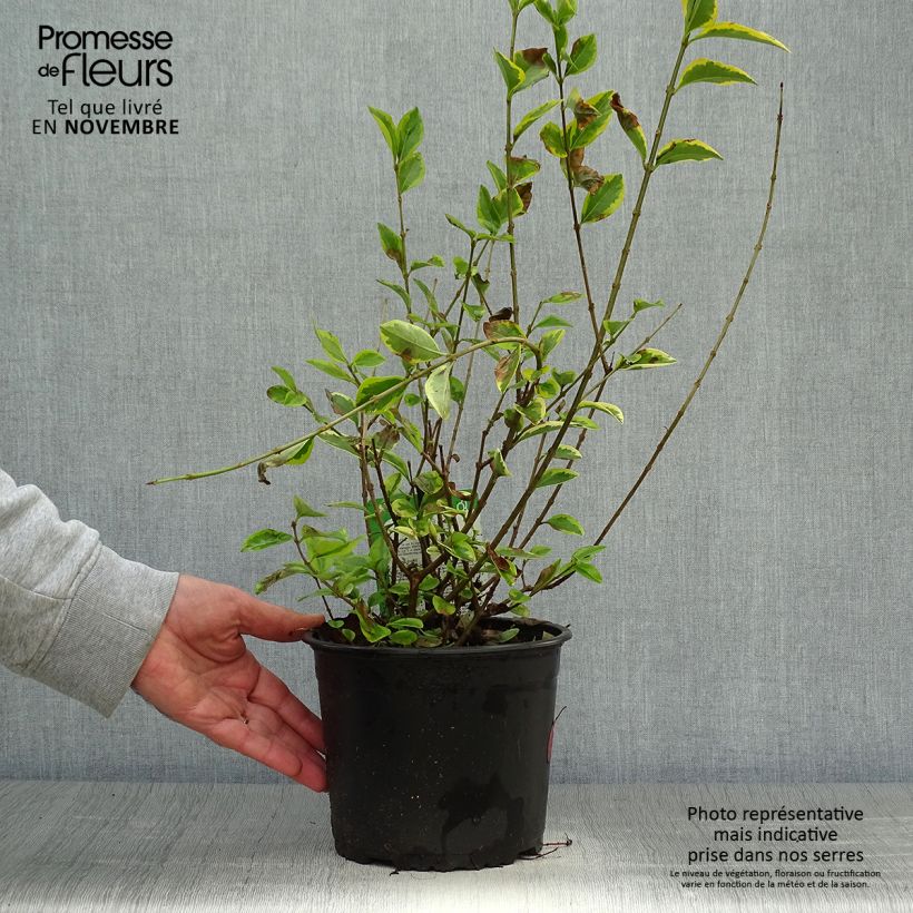 Esemplare di Ligustrum ovalifolium Aureum - Ligustro a foglie ovali Vaso da 2L/3L come consegnato in autunno