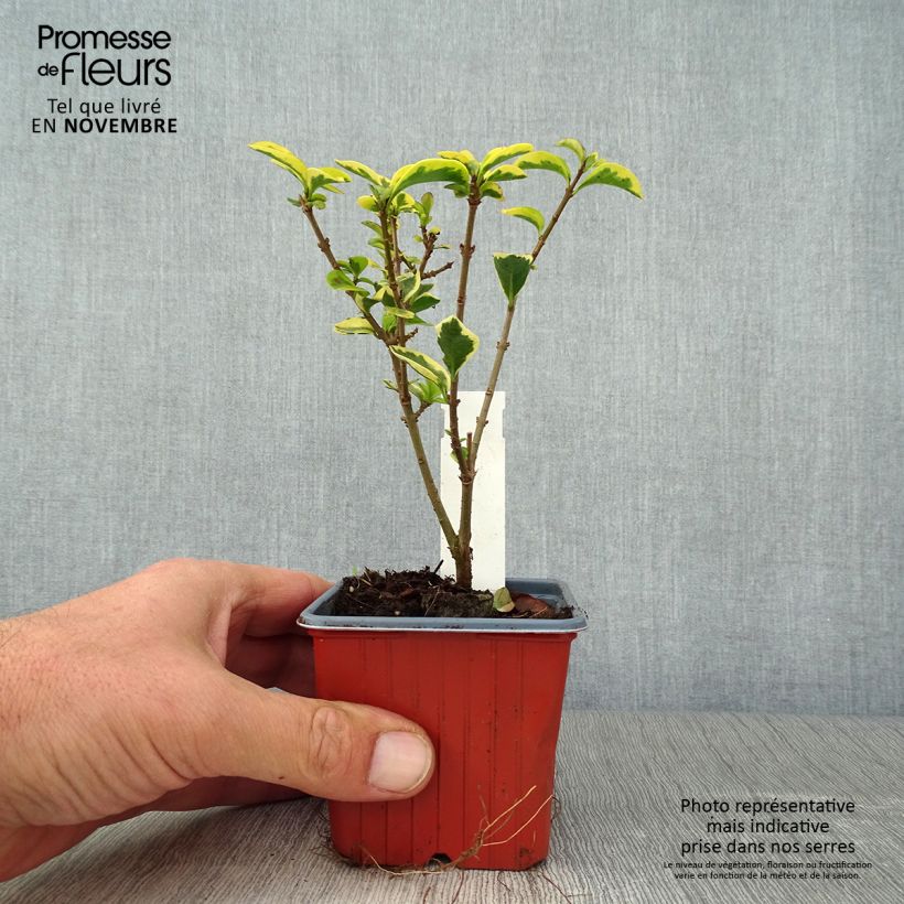 Esemplare di Ligustrum ovalifolium Aureum - Ligustro a foglie ovali Vasetto da 8/9 cm come consegnato in autunno