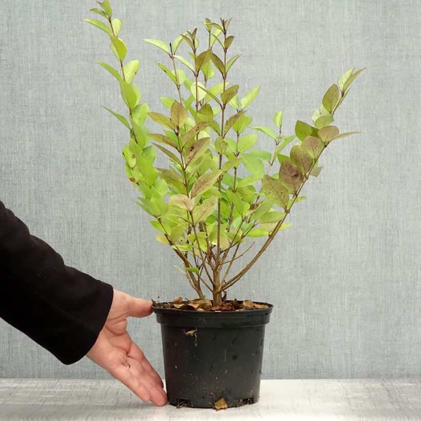 Esemplare di Ligustrum vicaryi - Ligustro Vaso da 2L/3L come consegnato in autunno