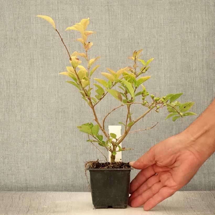 Esemplare di Ligustrum vicaryi - Ligustro Vasetto da 8/9 cm consegnato in estate