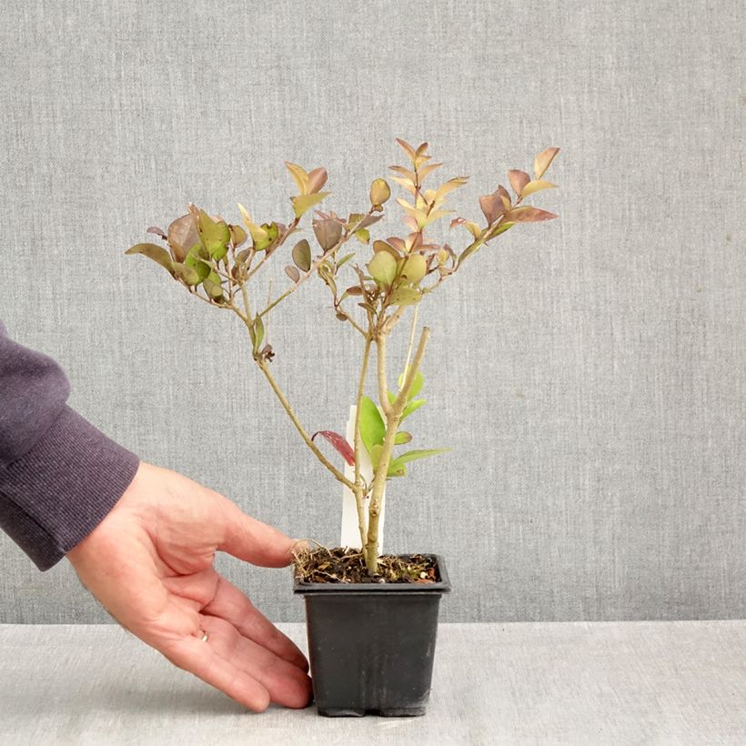 Esemplare di Ligustrum vicaryi - Ligustro Vasetto da 8/9 cm come consegnato in autunno