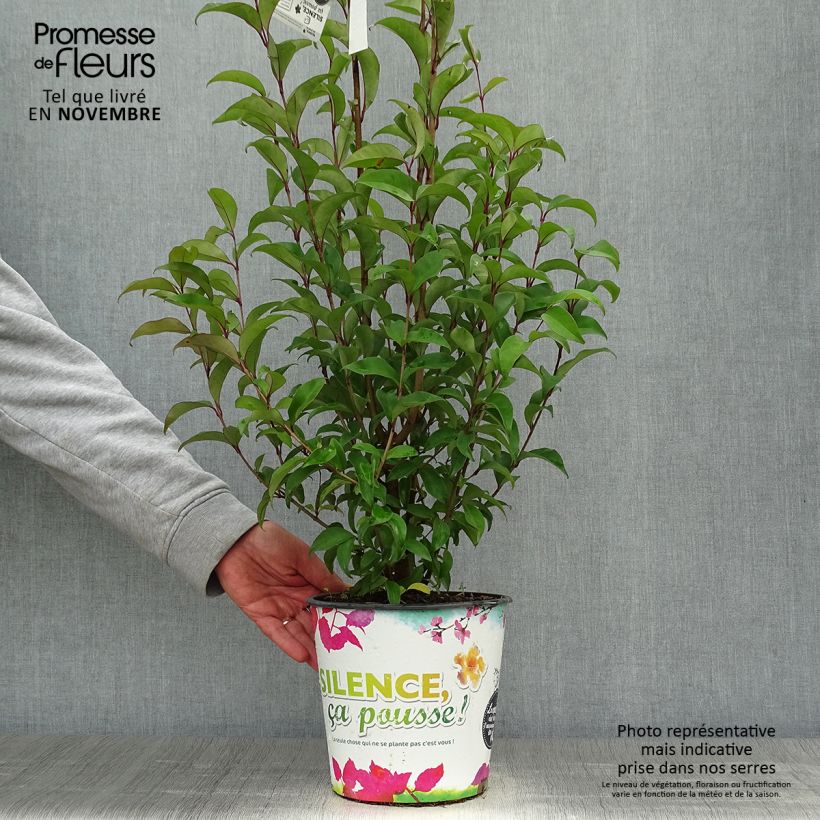 Esemplare di Ligustrum japonicum - Ligustro giapponese Vaso da 1,5L/2L come consegnato in autunno