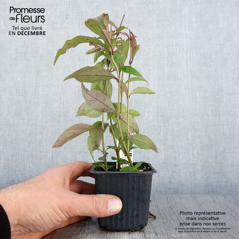 Esemplare di Ligustrum japonicum - Ligustro giapponese Vasetto da 8/9 cm come consegnato in autunno