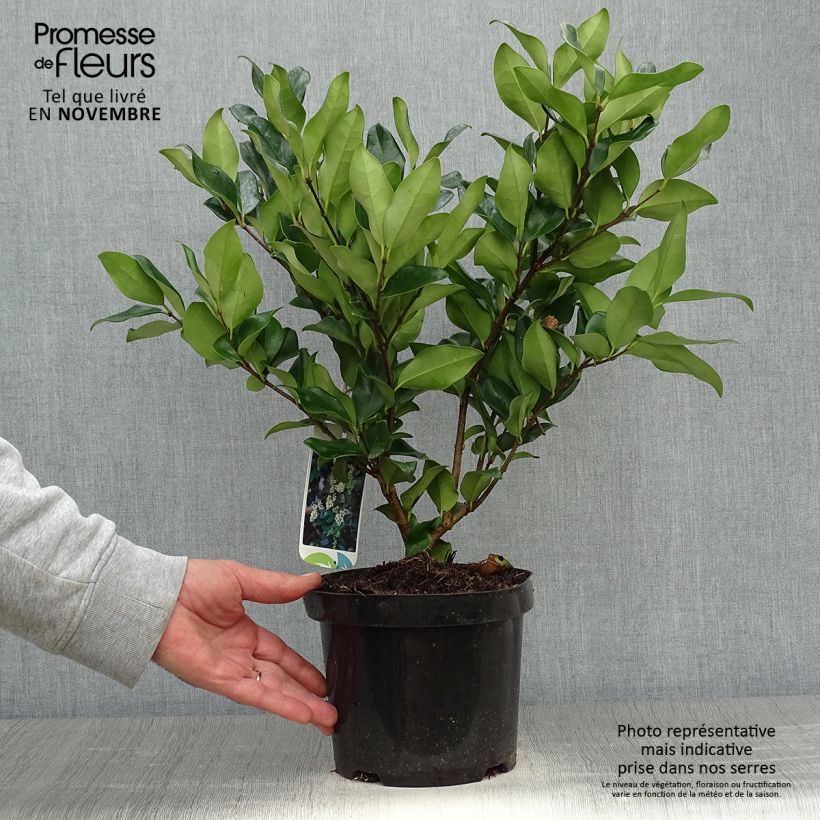 Esemplare di Ligustrum japonicum Texanum - Ligustro giapponese Vaso da 2L/3L come consegnato in autunno