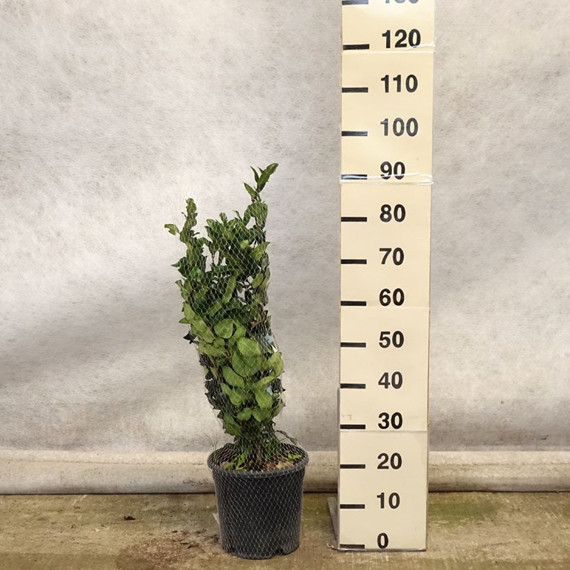 Esemplare di Ligustrum japonicum Texanum - Ligustro giapponese Vaso da 7,5L/10L come consegnato in autunno