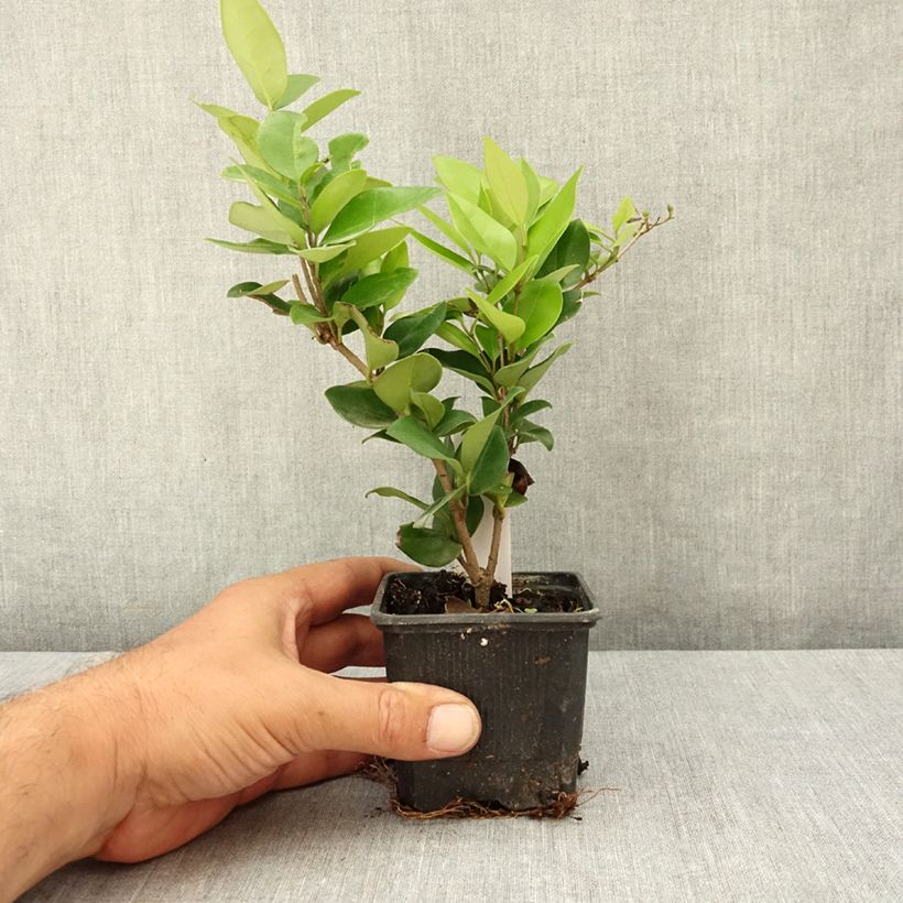 Esemplare di Ligustrum japonicum Texanum - Ligustro giapponese Vasetto da 8/9 cm consegnato in estate