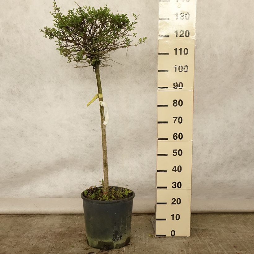 Esemplare di Ligustrum delavayanum - Ligustro Vaso da 12L/15L, Vaso impalcato basso consegnato in estate