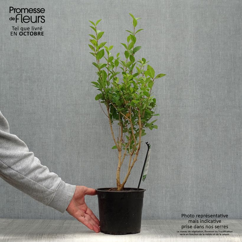 Esemplare di Ligustro a foglie ovali - Ligustrum ovalifolium Vaso da 2L/3L come consegnato in autunno