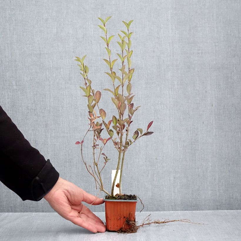 Esemplare di Ligustro a foglie ovali - Ligustrum ovalifolium Vasetto da 8/9 cm come consegnato in autunno