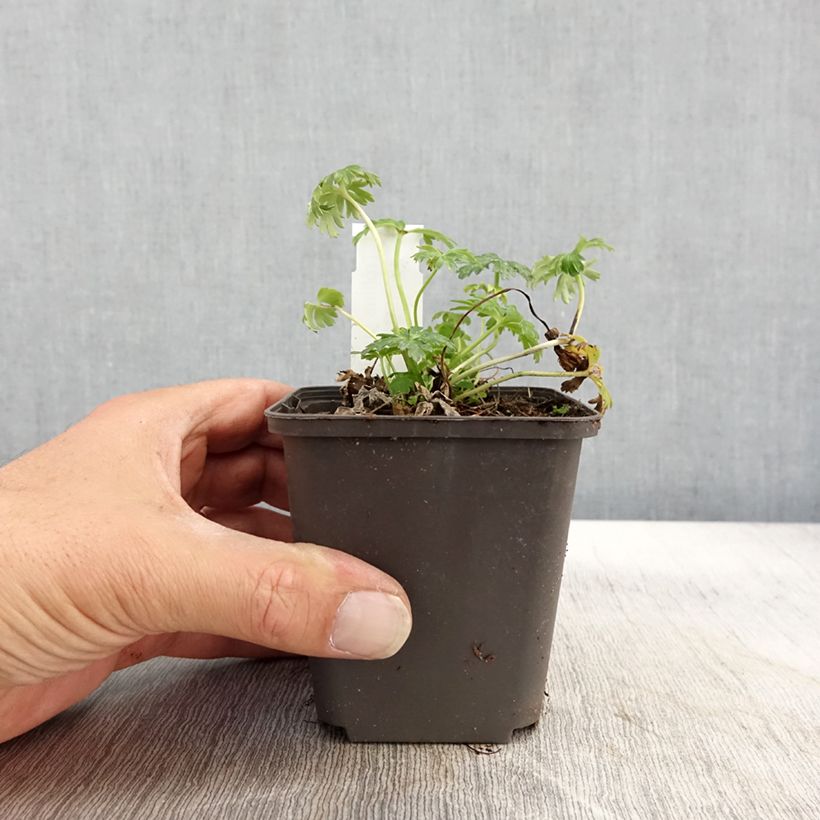 Esemplare di Trollius pumilus Vasetto da 8/9 cm come consegnato in autunno