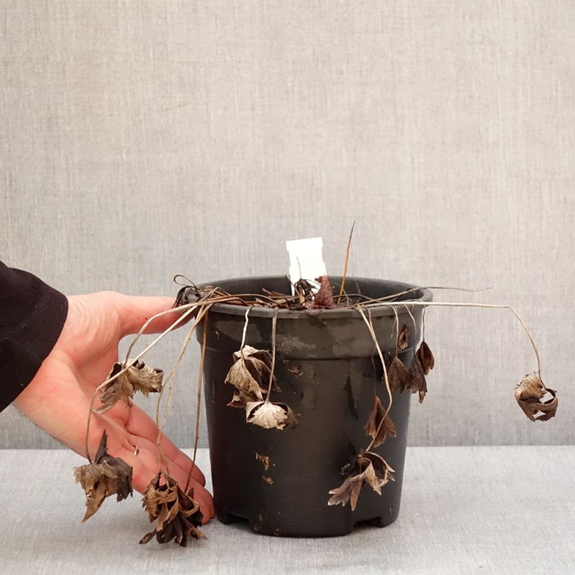 Trollius chinensis Golden Queen Vaso da 2L/3L esemplare consegnato in inverno