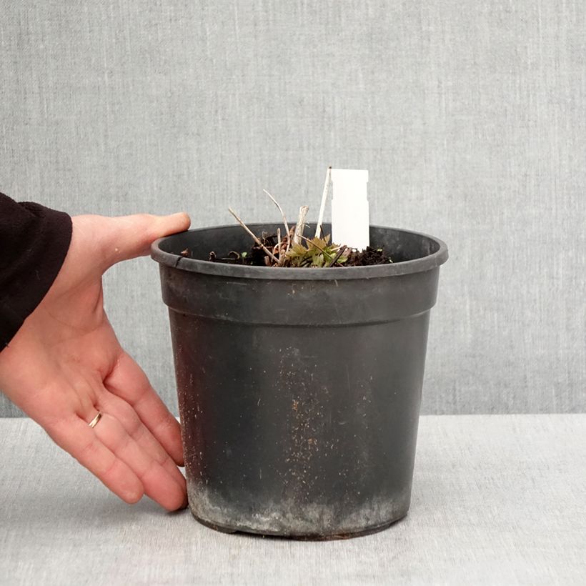 Trollius chinensis Golden Queen Vaso da 2L/3L esemplare consegnato in primavera