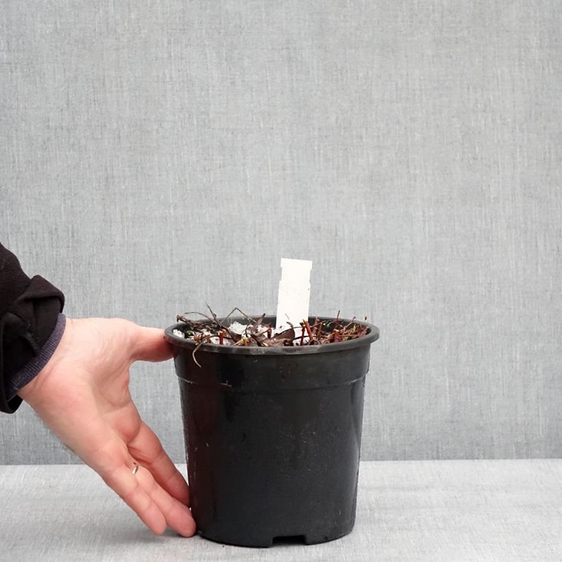 Trollius Cheddar Vaso da 2L/3L esemplare consegnato in inverno