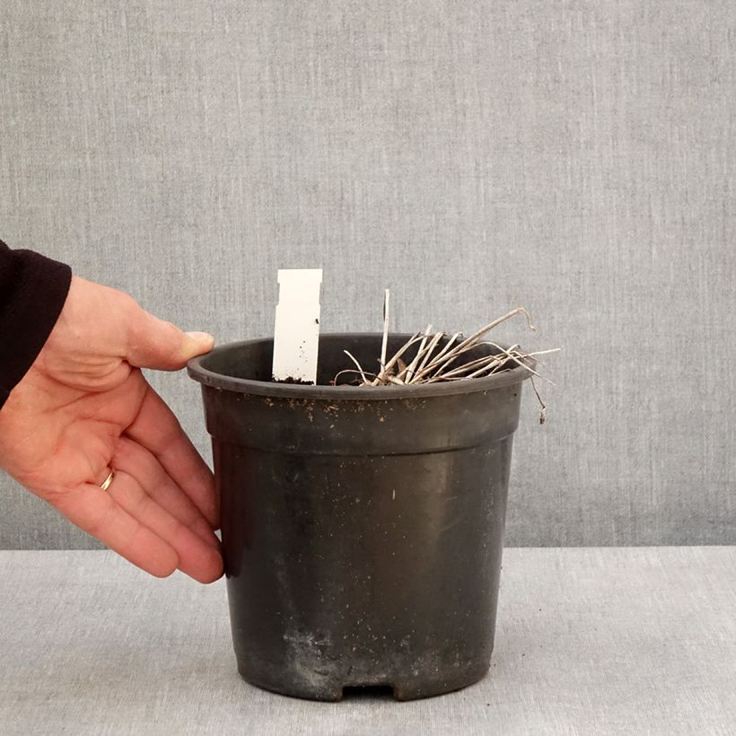 Trollius Cheddar Vaso da 2L/3L esemplare consegnato in primavera