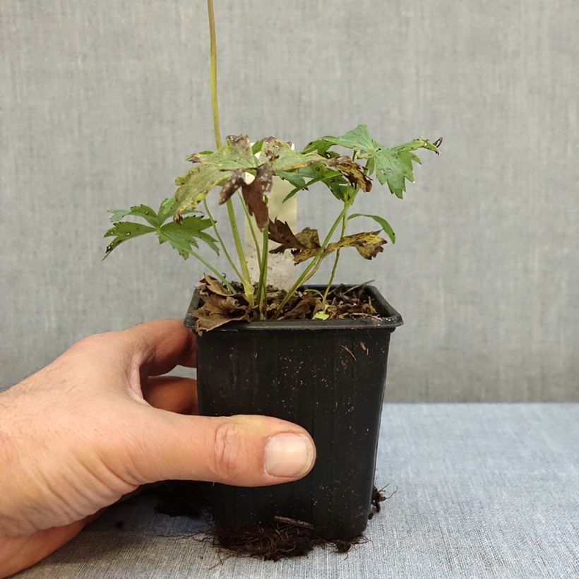 Esemplare di Trollius asiaticus Vasetto da 8/9 cm come consegnato in autunno