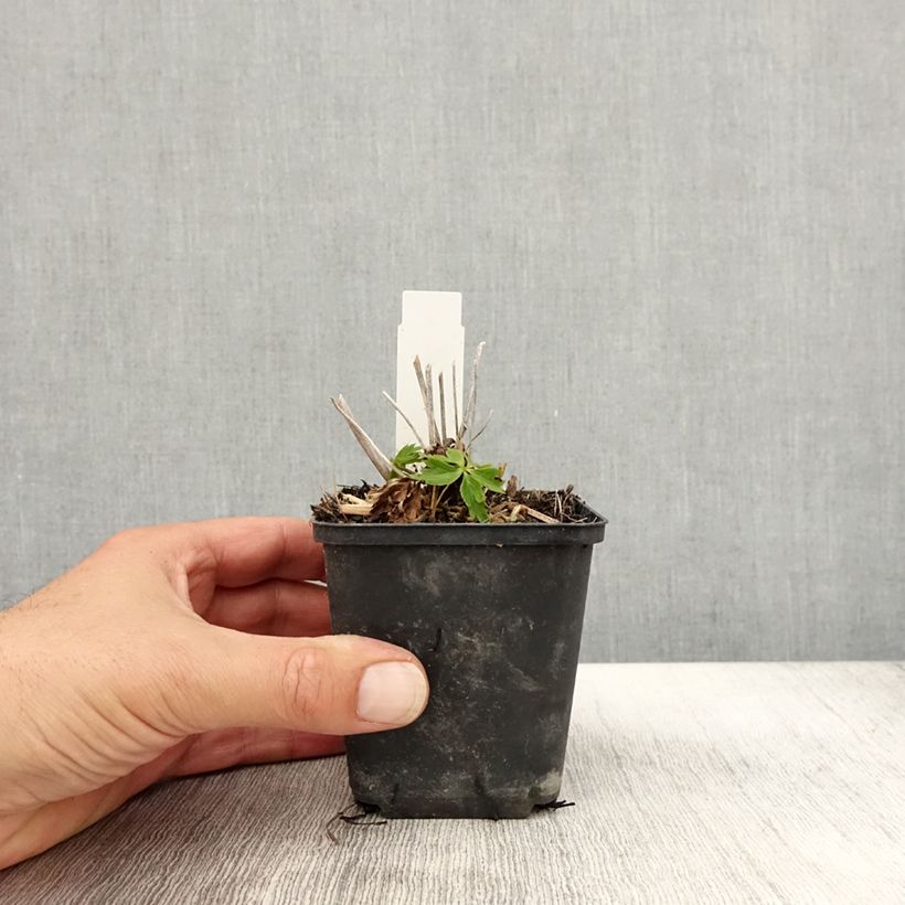 Esemplare di Trollius Lemon Queen Vasetto da 8/9 cm come consegnato in autunno