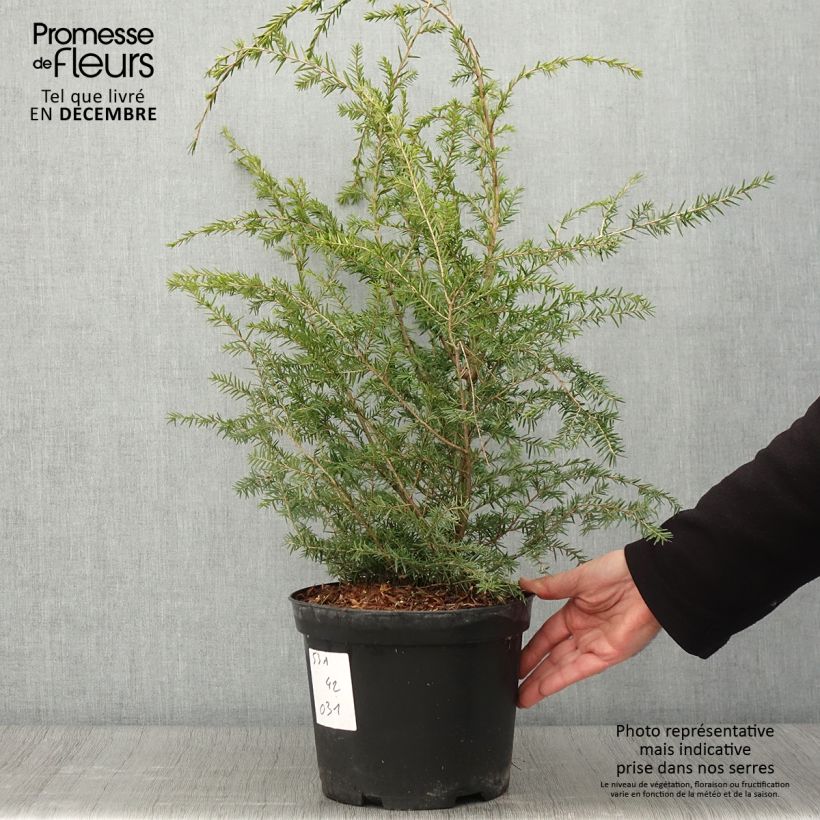 Esemplare di Tsuga canadensis Vaso da 3L/4L come consegnato in autunno