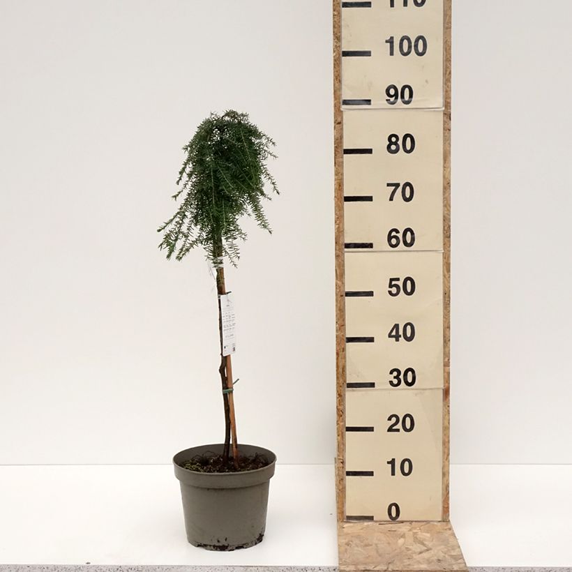 Tsuga heterophylla Thorssen's Weeper Vaso da 4L/5L esemplare consegnato in inverno