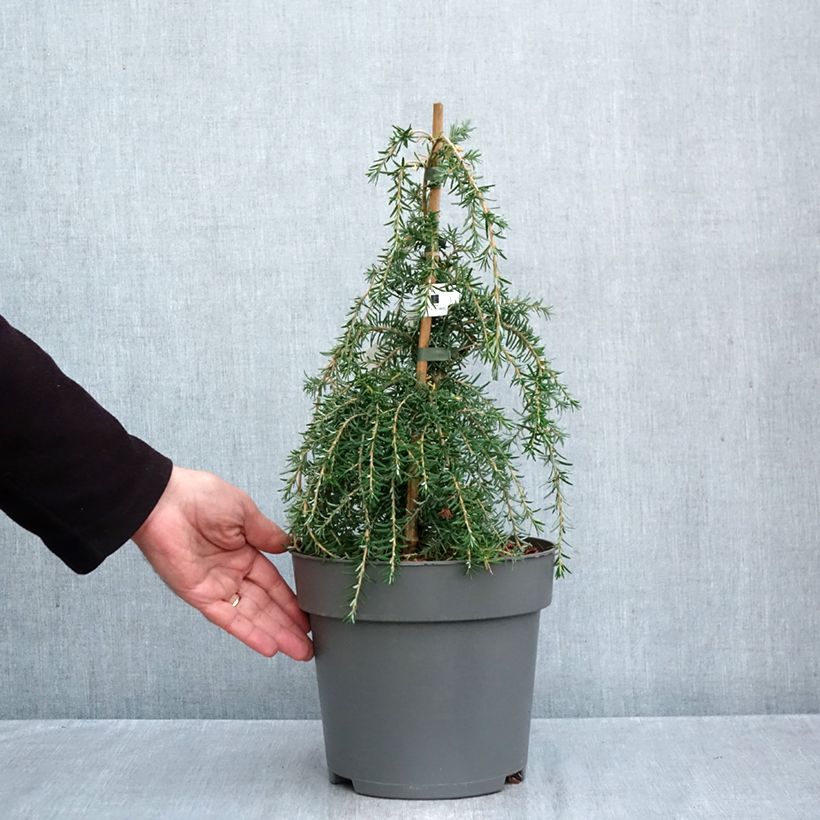 Esemplare di Tsuga heterophylla Thorssen's Weeper Vaso da 4L/5L come consegnato in autunno