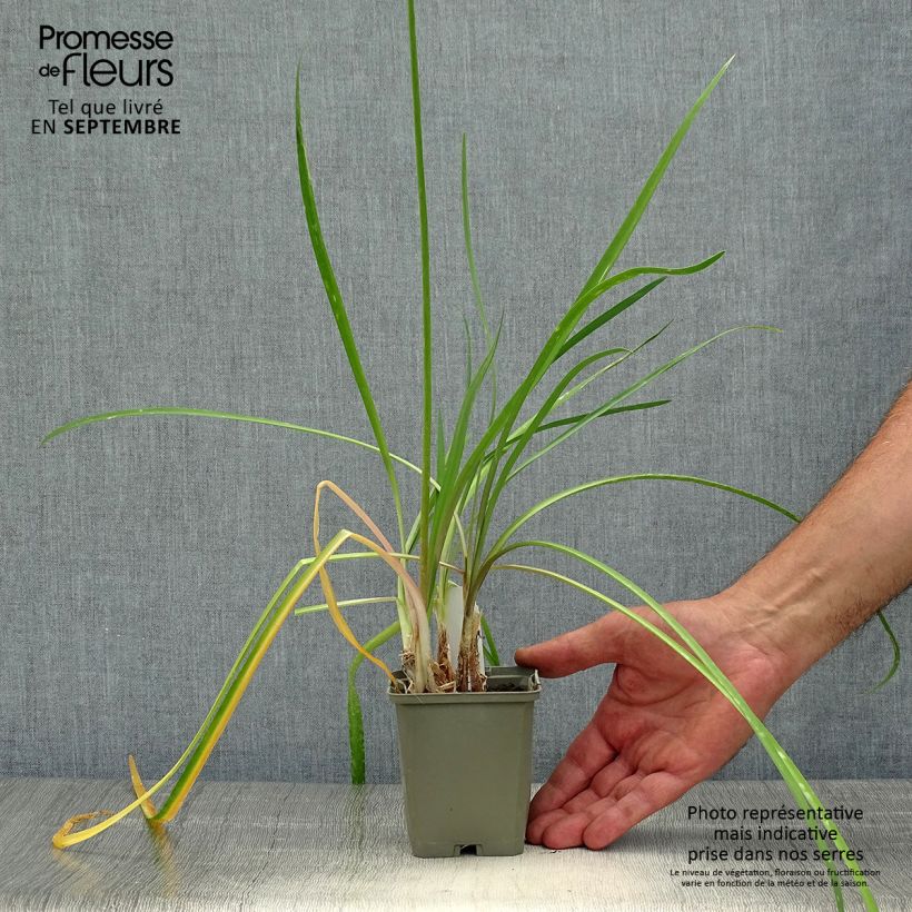 Esemplare di Tulbaghia cominsii Violacea Vasetto da 8/9 cm come consegnato in autunno
