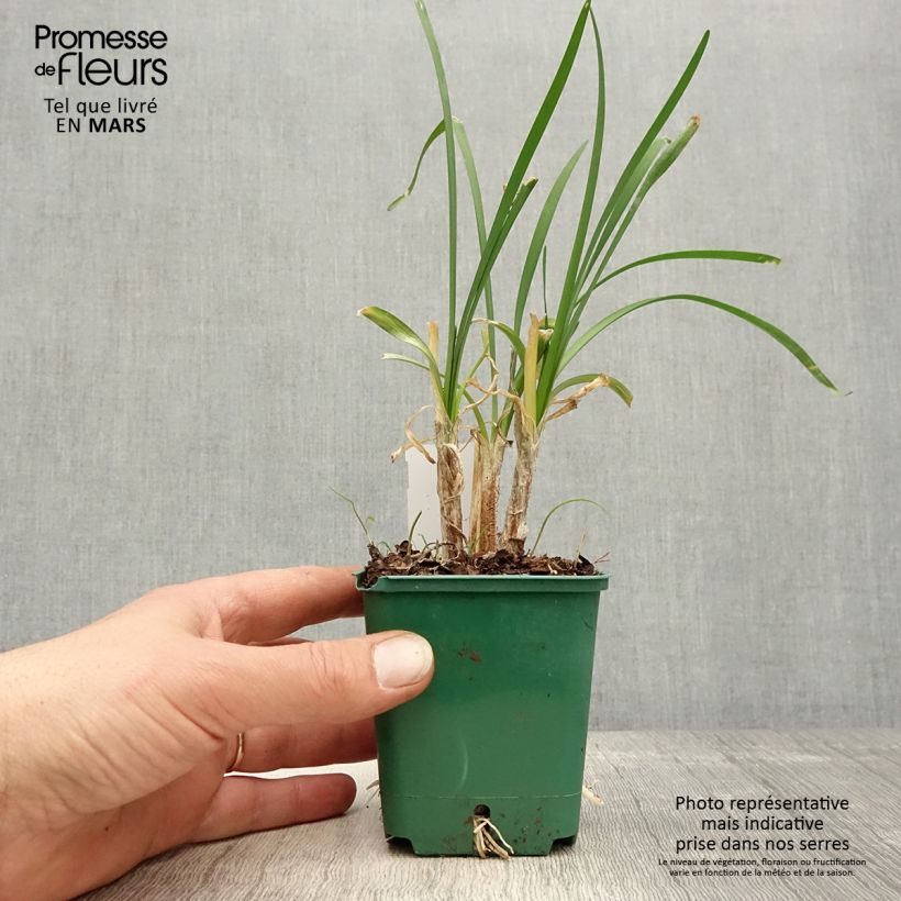 Tulbaghia cominsii Violacea Vasetto da 8/9 cm esemplare consegnato in primavera