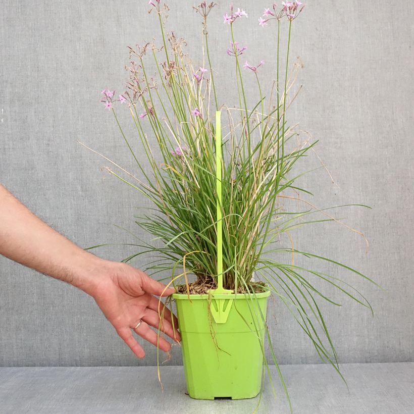 Esemplare di Tulbaghia violacea Dark Star Vaso da 3L/4L consegnato in estate