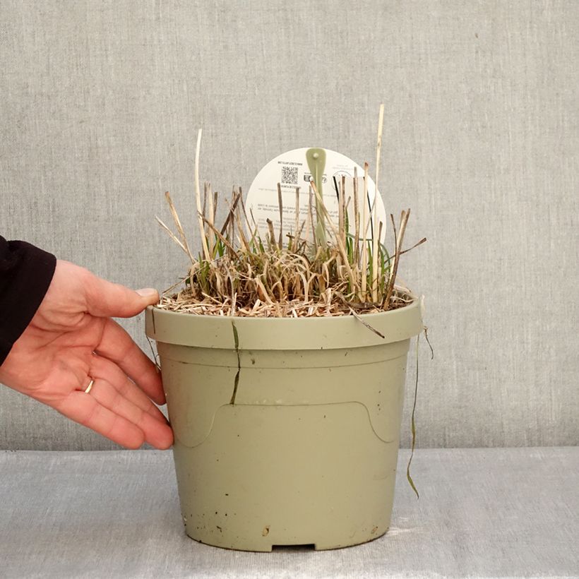 Tulbaghia violacea Dark Star Vaso da 3L/4L esemplare consegnato in inverno