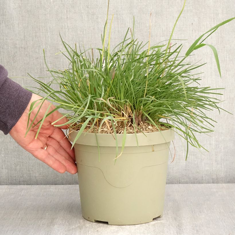 Tulbaghia violacea Dark Star Vaso da 3L/4L esemplare consegnato in primavera