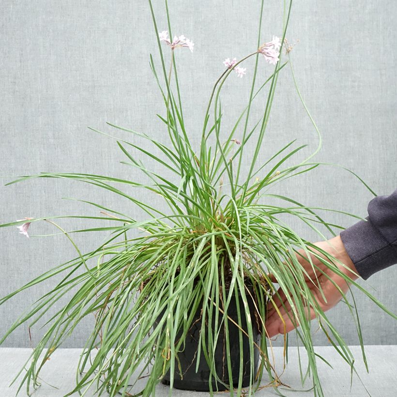 Tulbaghia Fairy Star Vaso da 3L/4L esemplare consegnato in primavera