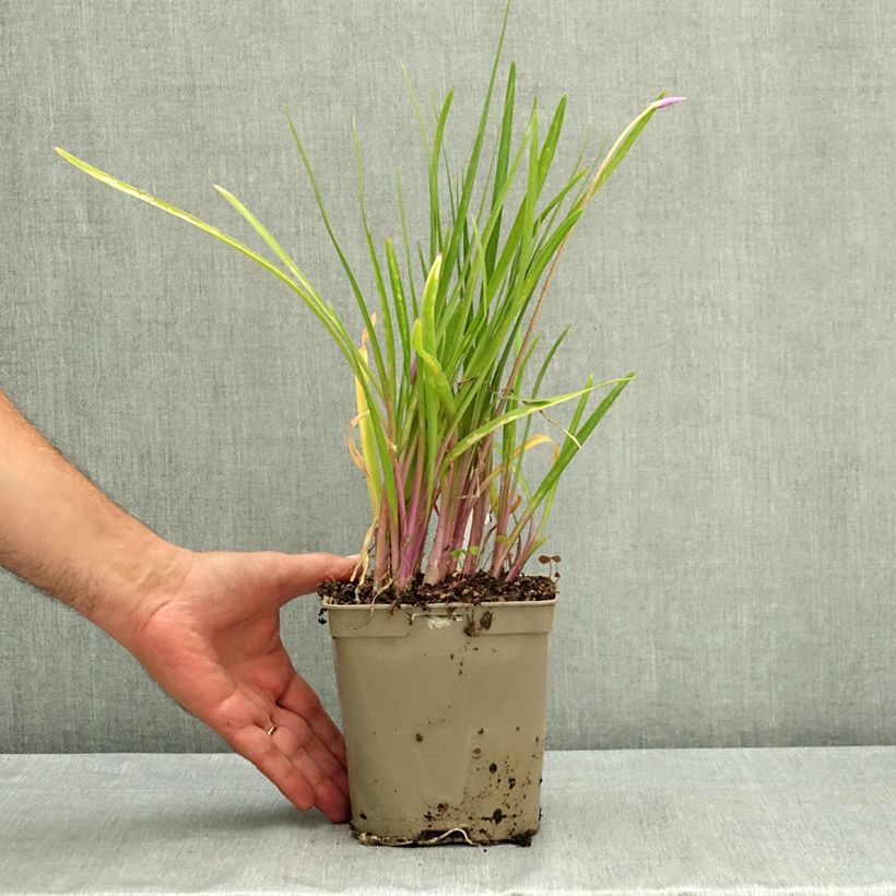 Esemplare di Tulbaghia violacea Flamingo Vaso da 2L/3L consegnato in estate