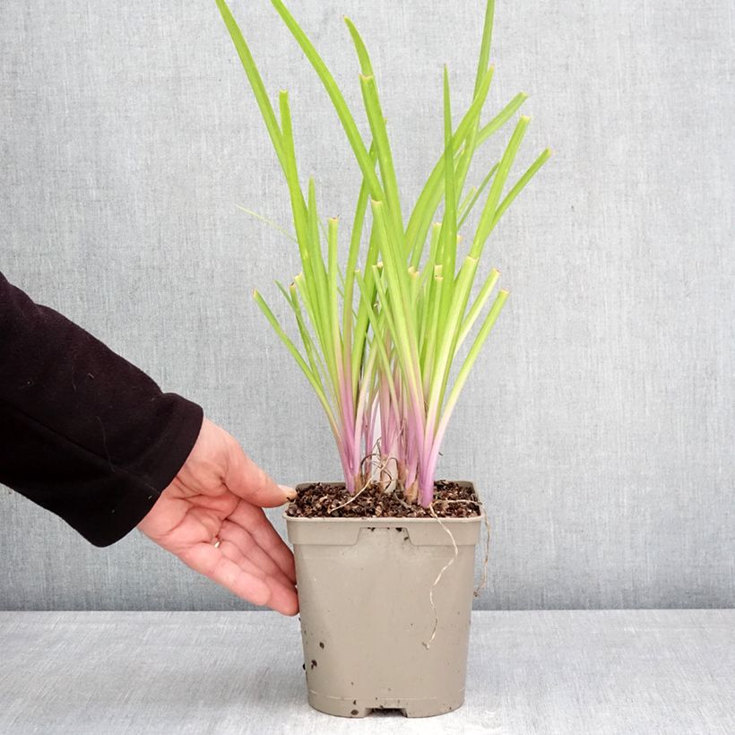 Tulbaghia violacea Flamingo Vaso da 2L/3L esemplare consegnato in primavera