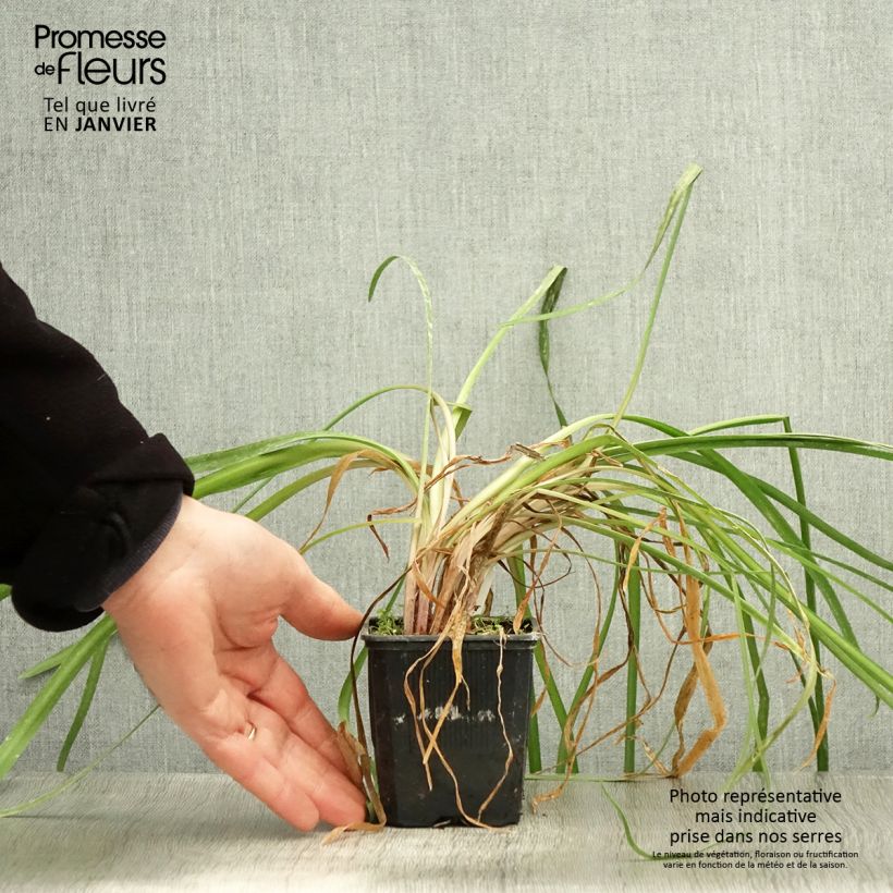 Tulbaghia&#x20;violacea&#x20;var.&#x20;maritima&#x20;simmleri&#x20;Himba&#x20;Vasetto&#x20;da&#x20;7&#x2F;8&#x20;cm&#x20;esemplare&#x20;consegnato&#x20;in&#x20;inverno