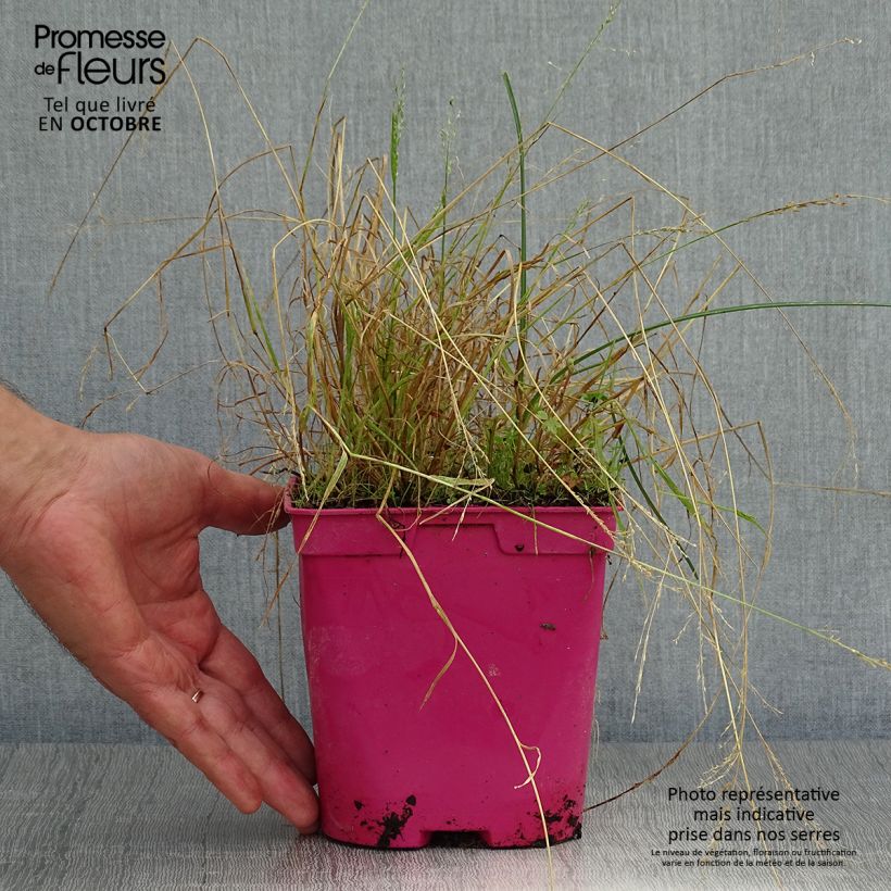 Esemplare di Tulbaghia violacea Ashanti Vaso da 2L/3L come consegnato in autunno